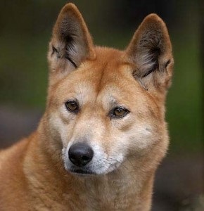 Dingo australian, sau Dingo câine sălbatic (sălbatice) Dingo australian, sau Dingo câine sălbatic