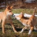 dingo australian sau dingo câine sălbatic (indigene marsupial predator) Dingo australian, sau Dingo câine sălbatic