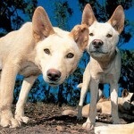 dingo australian sau dingo câine sălbatic (pradator marsupial aborigen lup) Dingo australian, sau Dingo câine sălbatic