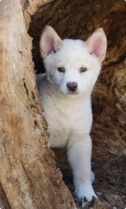 Dingo australian, sau Dingo câine sălbatic (sălbatice) Dingo australian, sau Dingo câine sălbatic