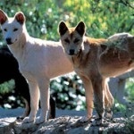 Dingo australian, sau Dingo câine sălbatic (Dingo australian) Dingo australian, sau Dingo câine sălbatic