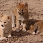 Dingo australian, sau Dingo câine sălbatic (Australian Dingo habitat) Dingo australian, sau Dingo câine sălbatic