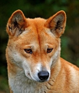 dingo australian sau dingo câine sălbatic (The Dingo fed) Dingo australian, sau Dingo câine sălbatic