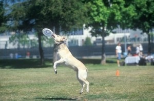Frisbee Alfabet pentru câini, Formare și educație de cîini, revista de câine (arunca discul în mod corect) Frisbee Alfabet pentru câini, Formare și educație de cîini, revista de câine