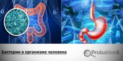 Bacteriile din corpul uman, utile și dăunătoare, rolul lor, cantitatea, greutatea, tehnici de penetrare (corp) Bacteriile din corpul uman, utile și dăunătoare, tehnicile lor rol, cantitate, greutate, penetrare,