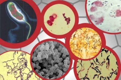 Bacteriile din corpul uman, utile și dăunătoare, rolul lor, cantitatea, greutatea, tehnici de penetrare (bacterii) Bacteriile din corpul uman, utile și dăunătoare, tehnicile lor rol, cantitate, greutate, penetrare,