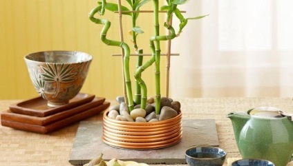 Bambus pentru Feng Shui (Feng Shui) Feng Shui de bambus