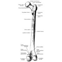 Thighbone (femoris femurul drept) coapsă