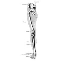 Thighbone (femural) coapsă