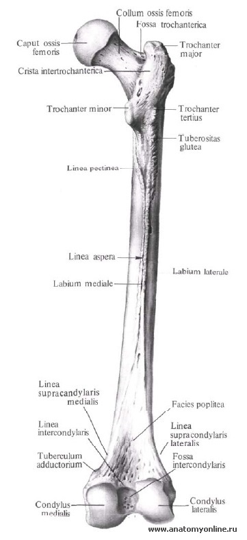 Femurul - l (osul) Femurul - l