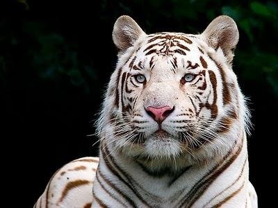 Bengal tigru alb, uimitor și frumos (alb) Bengal tigru alb, uimitor și minunat