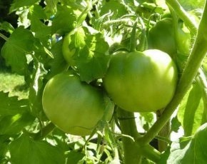 Metoda Bezrassadnoj pentru tomate în creștere, pro100ogorod (tomate) Metoda Bezrassadnoj pentru tomate în creștere, pro100ogorod