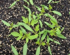 Metoda Bezrassadnoj pentru tomate în creștere, pro100ogorod (tomate) Metoda Bezrassadnoj pentru tomate în creștere, pro100ogorod