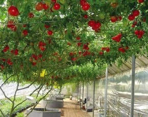 Metoda Bezrassadnoj pentru tomate în creștere, pro100ogorod (Uralii Southern mai potrivite) Metoda Bezrassadnoj pentru tomate în creștere, pro100ogorod