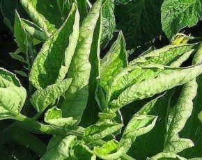 Metoda Bezrassadnoj pentru tomate în creștere, pro100ogorod (cultivare) Metoda Bezrassadnoj pentru tomate în creștere, pro100ogorod