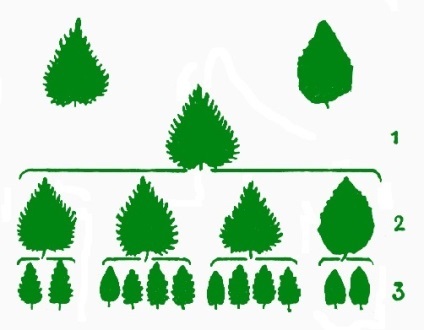 Biografie si Mendel (planta fasole verde) Biografie si Mendel