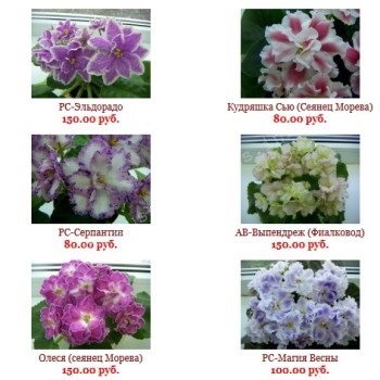 de reproducție de afaceri fialkok planul uzambarskih (planul) Planul de afaceri de reproducție uzambarskih fialkok