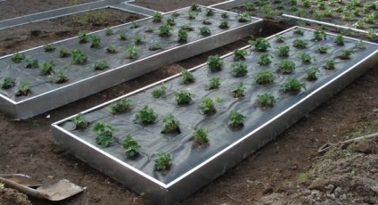 Borders pentru paturi de flori și paturi de flori de diferite materiale (păstrează perfect forma lor) Borders pentru paturi de flori și paturi de flori de diferite materiale