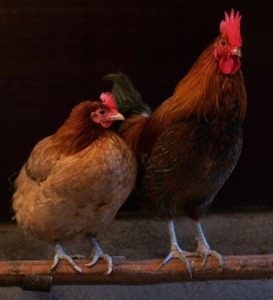 Broiler Sasso colorate (pentru păsări de carne) Culoare de broiler Sasso