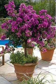 Bougainvillea - sfaturi de îngrijire și posibilele dificultăți, greenhome (îngrijire bougainvillea) sfaturi de îngrijire și posibile dificultăți, greenhome - Bougainvillea