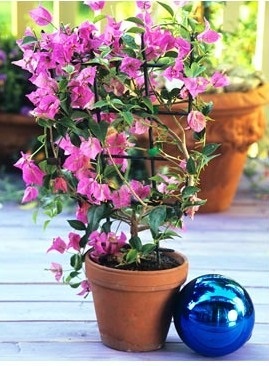 sfaturi de îngrijire și posibile dificultăți, greenhome (vizualizări bougainvillea) - Bougainvillea sfaturi de îngrijire și posibile dificultăți, greenhome - Bougainvillea