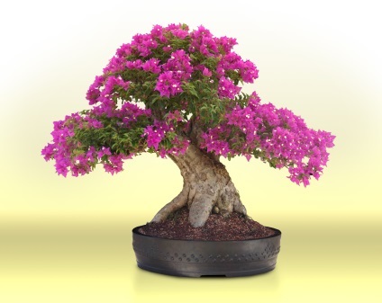 sfaturi de îngrijire și posibile dificultăți, greenhome (glabra Bougainvillea neted) - Bougainvillea sfaturi de îngrijire și posibile dificultăți, greenhome - Bougainvillea