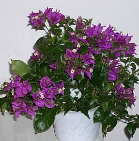 Bougainvillea - sfaturi de îngrijire și posibilele dificultăți, greenhome (fotografii bougainvillea) sfaturi de îngrijire și posibile dificultăți, greenhome - Bougainvillea