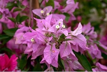Bougainvillea - sfaturi de îngrijire și posibilele dificultăți, greenhome (îngrijire bougainvillea) sfaturi de îngrijire și posibile dificultăți, greenhome - Bougainvillea