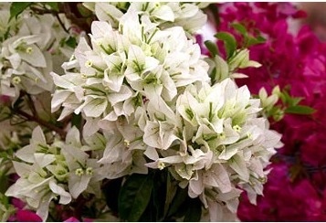 sfaturi de îngrijire și posibile dificultăți, greenhome (bougainvillea) - Bougainvillea sfaturi de îngrijire și posibile dificultăți, greenhome - Bougainvillea