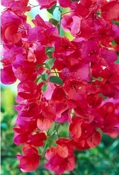 sfaturi de îngrijire și posibile dificultăți, greenhome (bougainvillea) - Bougainvillea sfaturi de îngrijire și posibile dificultăți, greenhome - Bougainvillea