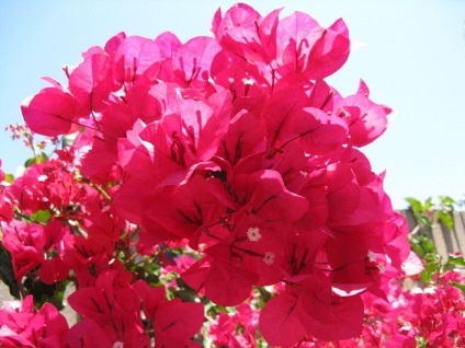 fotografii Bougainvillea și specii, de reproducere și de îngrijire la domiciliu (bougainvillea) fotografii Bougainvillea și specii, de reproducere și de îngrijire la domiciliu
