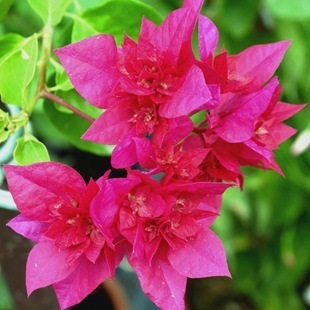 Bougainvillea - flori fotografie, îngrijirea bougainvillea, flori preferate (bougainvillea Mini Thai) Bougainvillea - flori fotografie, grija pentru bougainvillea, florile preferate