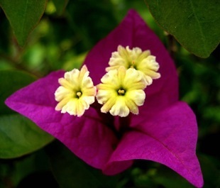 Bougainvillea - flori fotografie, îngrijirea bougainvillea, flori preferate (de îngrijire) Bougainvillea - flori fotografie, grija pentru bougainvillea, florile preferate