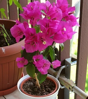 Bougainvillea - flori fotografie, îngrijirea bougainvillea, florile preferate (bougainvillea grad Mini Thai) Bougainvillea - flori fotografie, grija pentru bougainvillea, florile preferate