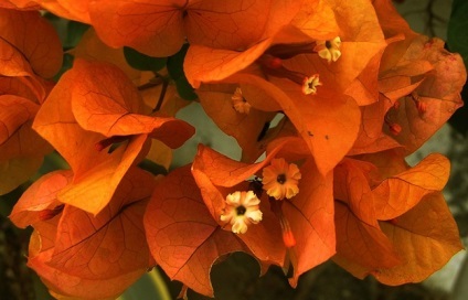 Bougainvillea - flori fotografie, îngrijirea bougainvillea, flori preferate (de îngrijire) Bougainvillea - flori fotografie, grija pentru bougainvillea, florile preferate
