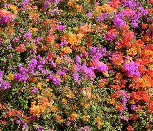 Bougainvillea - flori fotografie, îngrijirea bougainvillea, flori preferate (bougainvillea Mini Thai) Bougainvillea - flori fotografie, grija pentru bougainvillea, florile preferate