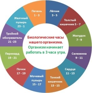 Orele de deschidere a rețelei sociale organism farmaciștilor (Ceasul biologic al organismului) Orele de deschidere a rețelei sociale a corpului de farmaciști