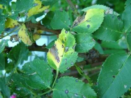 Ceaiul a crescut într-o oală, de plantare, de propagare și de îngrijire la domiciliu (Rose) Ceaiul a crescut într-o oală, de plantare, de propagare și de îngrijire la domiciliu