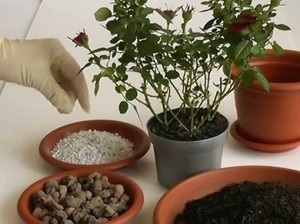 Ceaiul a crescut într-o oală, de plantare, de propagare și de îngrijire la domiciliu (ceai) Ceaiul a crescut într-o oală, de plantare, de propagare și de îngrijire la domiciliu