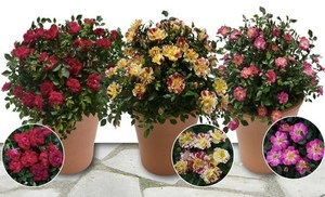 Ceaiul a crescut într-o oală, de plantare, de propagare și de îngrijire la domiciliu (Rose) Ceaiul a crescut într-o oală, de plantare, de propagare și de îngrijire la domiciliu