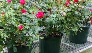 Ceaiul a crescut într-o oală, de plantare, de propagare și de îngrijire la domiciliu (ceai) Ceaiul a crescut într-o oală, de plantare, de propagare și de îngrijire la domiciliu