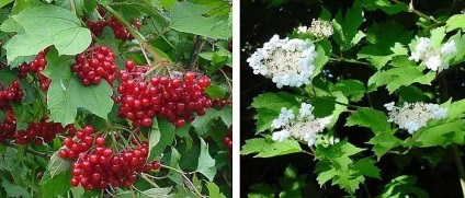 Cât de util Viburnum contraindicații roșii (Contraindicații Viburnum util) Cât de util contraindicații Viburnum roșu
