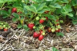 Căpșunile murdări (căpșuni) Cum de a fertiliza căpșuni