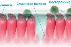 Umeziți mucoasei nazale 1 (o cantitate mare de fonduri) Umeziți mucoasa nazală 1
