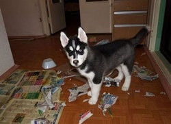 Ce se poate face cu capul câinelui (ia) Ce se poate face cu capul câinelui