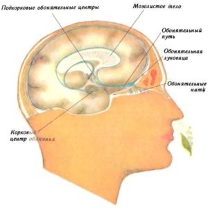 Cranieni (cranieni) nervi (diagrame, figuri, tabele), revista de articole medicale „tinere