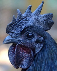 pui de rocă negru (pui din piele neagră) rase de pui negru