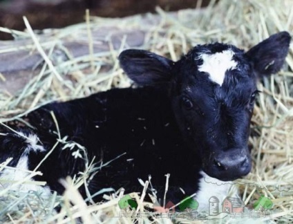 rasă Bălțată negru de vaci, descrierea și fotografia lor (roca) rasă Bălțată negru de vaci, descrierea și fotografia lor