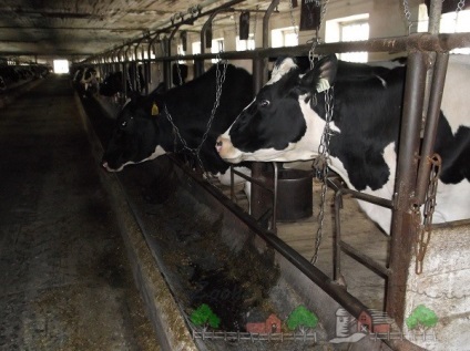rasă Bălțată negru de vaci, descrierea și fotografia lor (roca) rasă Bălțată negru de vaci, descrierea și fotografia lor