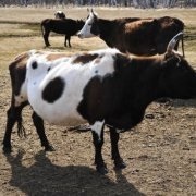rasă Bălțată negru de vaci, descrierea și fotografia lor (fotografii) rasă Bălțată negru de vaci, descrierea și fotografia lor